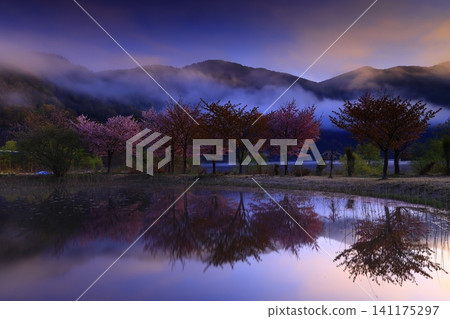 Cherry blossoms appearing on the surface of the water Cherry blossoms appearing on the surface of the water 141175297