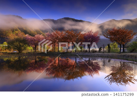 櫻花出現在水面上 櫻花出現在水面上 141175299