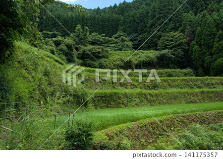 瓦拉比諾的梯田-一幅風景 瓦拉比諾的梯田-一幅風景 141175357
