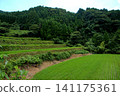 The terraced rice fields of Warabino - a landscape 141175361
