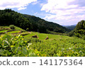 The terraced rice fields of Warabino - a landscape 141175364