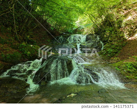 A clear stream flowing through the fresh green forest A clear stream flowing through the fresh green forest 141175371