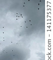 Birds flying in the clouds. A large flock in the sky. 141175377