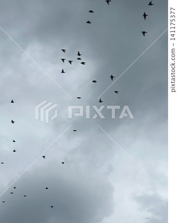 Birds flying in the clouds. A large flock in the sky. Birds flying in the clouds. A large flock in the sky. 141175377