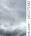 Birds flying in the clouds. A large flock in the sky. 141175382