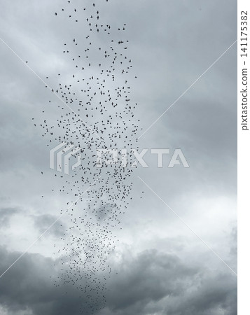 Birds flying in the clouds. A large flock in the sky. Birds flying in the clouds. A large flock in the sky. 141175382
