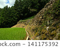 Warabino Rice Terraces - Landscape with High Stone Walls 141175392