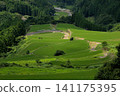 Rice terraces of Warabino, scenery viewed from Taihei Observatory. 141175395