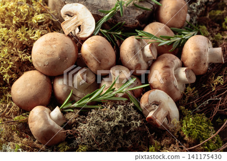 Fresh champignons with rosemary in forest. Fresh champignons with rosemary in forest. 141175430