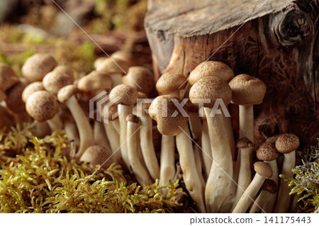 Fresh shimeji mushrooms in forest. Fresh shimeji mushrooms in forest. 141175443