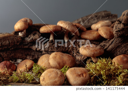 Fresh shiitake mushrooms in forest. Fresh shiitake mushrooms in forest. 141175444