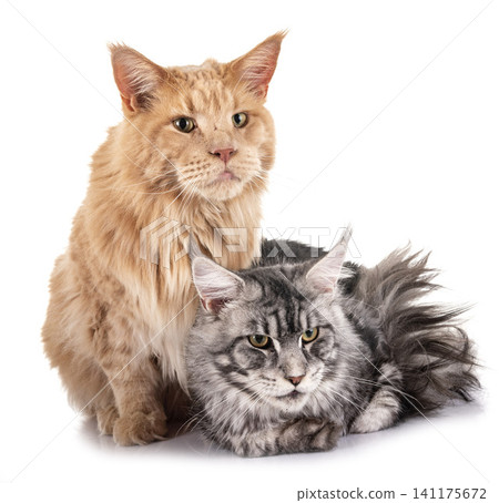 maine coon cats maine coon cats 141175672