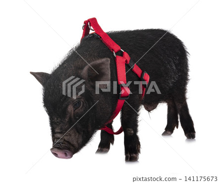 vietnamese pig in studio vietnamese pig in studio 141175673
