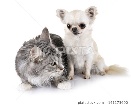 maine coon cat and chihuahua maine coon cat and chihuahua 141175690