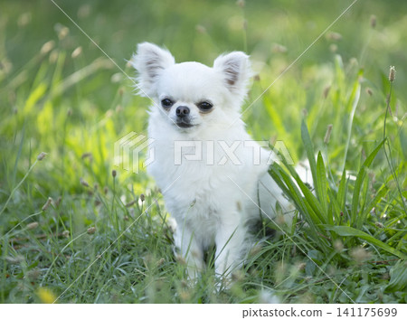 chihuahua in nature chihuahua in nature 141175699