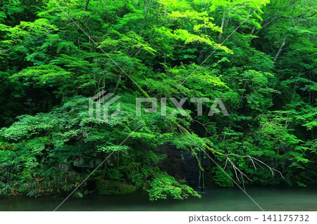 一條清澈的小溪流過綠地 一條清澈的小溪流過綠地 141175732