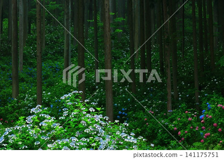Hydrangea blooming in the forest Hydrangea blooming in the forest 141175751