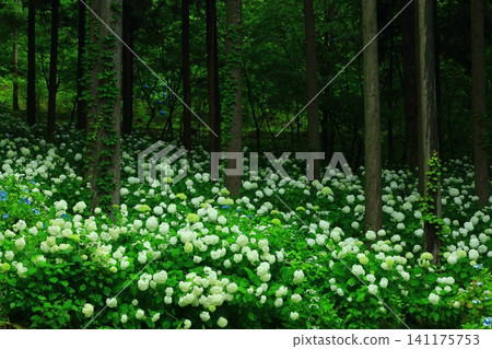 Hydrangea blooming in the forest Hydrangea blooming in the forest 141175753