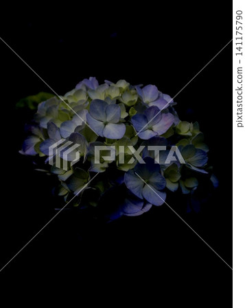 Morning in the hydrangea garden Morning in the hydrangea garden 141175790
