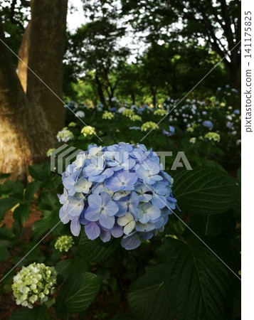Morning in the hydrangea garden Morning in the hydrangea garden 141175825