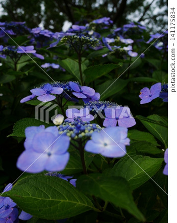 Morning in the hydrangea garden Morning in the hydrangea garden 141175834