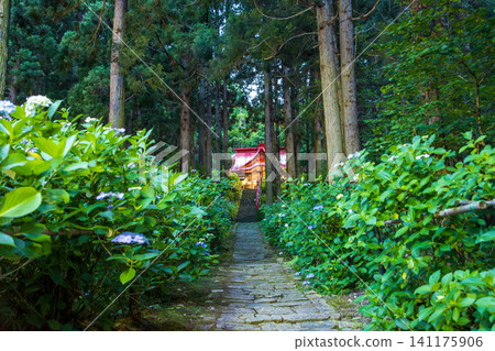 Hydrangea light-up at Izumi Monju-do Temple in Yamagata Prefecture Hydrangea light-up at Izumi Monju-do Temple in Yamagata Prefecture 141175906