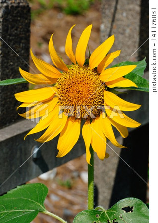 Sun Flower Sun Flower 141176031