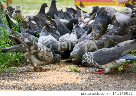 Feeding urban pigeons in the courtyard of a residential building Feeding urban pigeons in the courtyard of a residential building 141176051