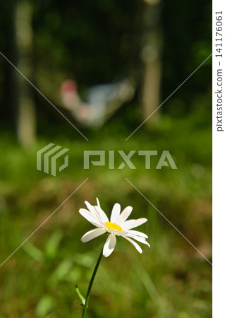 Chamomile flower and hammock in forest during daytime Chamomile flower and hammock in forest during daytime 141176061