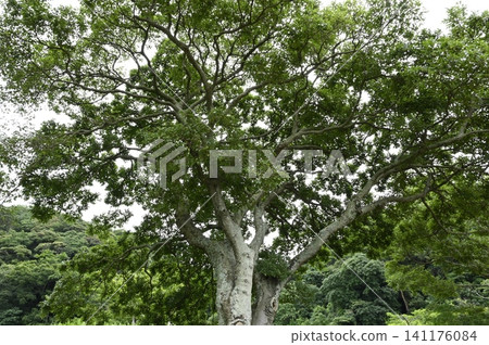 An old tree of enoki 141176084