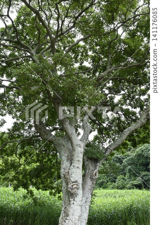 An old tree of enoki An old tree of enoki 141176085