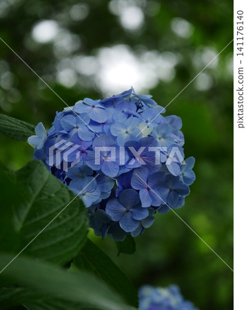 雨後美麗的繡球花 雨後美麗的繡球花 141176140