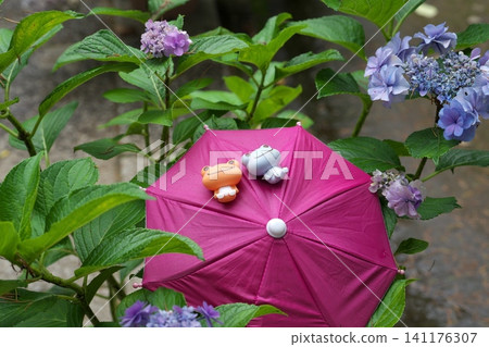 A red umbrella and hydrangeas in the rainy season A red umbrella and hydrangeas in the rainy season 141176307