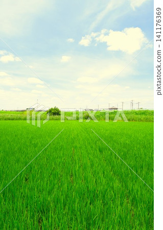 A scene of rice paddies in the Tokyo metropolitan area during a break in the rainy season, showing the rice growing well in summer. A scene of rice paddies in the Tokyo metropolitan area during a break in the rainy season, showing the rice growing well in summer. 141176369