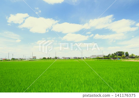 A scene of rice paddies in the Tokyo metropolitan area during a break in the rainy season, showing the rice growing well in summer. A scene of rice paddies in the Tokyo metropolitan area during a break in the rainy season, showing the rice growing well in summer. 141176375