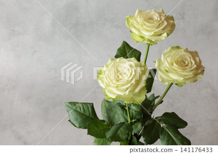 Yellow-green roses Yellow-green roses 141176433