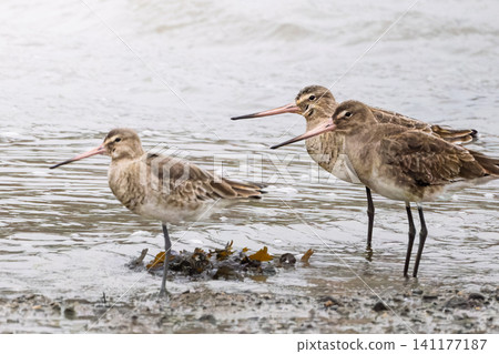 Four shorebirds with long, thin beaks stand in shallow water on a rocky shore. Four shorebirds with long, thin beaks stand in shallow water on a rocky shore. 141177187