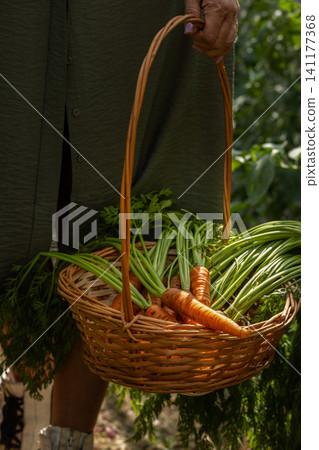 Person holding basket filled with freshly harvested carrots Person holding basket filled with freshly harvested carrots 141177368