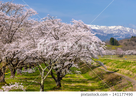 雫石川公園內,是岩手縣岩手郡雫石町著名的賞櫻勝地,這裡種植著染井吉野櫻花,遠處是白雪皚皚的奧羽山脈。 雫石川公園內,是岩手縣岩手郡雫石町著名的賞櫻勝地,這裡種植著染井吉野櫻花,遠處是白雪皚皚的奧羽山脈。 141177490