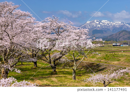 A view of the cherry blossom trees (Somei Yoshino variety) in Shizukuishi River Park, a famous cherry blossom viewing spot in Shizukuishi Town, Iwate District, Iwate Prefecture, along with the snow-capped Akita Komagatake and other mountains. A view of the cherry blossom trees (Somei Yoshino variety) in Shizukuishi River Park, a famous cherry blossom viewing spot in Shizukuishi Town, Iwate District, Iwate Prefecture, along with the snow-capped Akita Komagatake and other mountains. 141177491