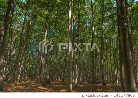 A beech forest with beautiful fresh green leaves. 141177668
