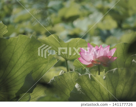Lotus 141177726