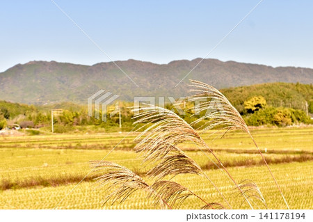 Autumn countryside and pampas grass Autumn countryside and pampas grass 141178194