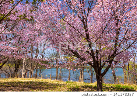 Shizukuishi Town, Iwate District, Iwate Prefecture: A grassy area in a park facing Lake Gosho, a reservoir formed by a dam on the Shizukuishi River, with a large mountain cherry tree in the background, with the lake and snow-capped mountains in the background. Shizukuishi Town, Iwate District, Iwate Prefecture: A grassy area in a park facing Lake Gosho, a reservoir formed by a dam on the Shizukuishi River, with a large mountain cherry tree in the background, with the lake and snow-capped mountains in the background. 141178387