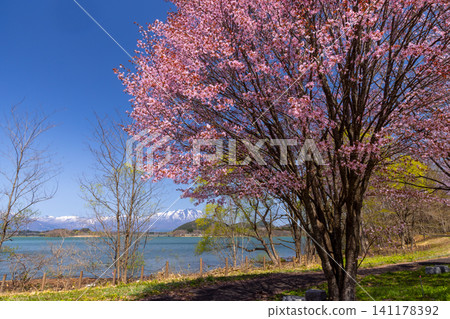 Shizukuishi Town, Iwate District, Iwate Prefecture: A grassy area in a park facing Lake Gosho, a reservoir formed by a dam on the Shizukuishi River, with a large mountain cherry tree in the background, with the lake and snow-capped mountains in the background. Shizukuishi Town, Iwate District, Iwate Prefecture: A grassy area in a park facing Lake Gosho, a reservoir formed by a dam on the Shizukuishi River, with a large mountain cherry tree in the background, with the lake and snow-capped mountains in the background. 141178392