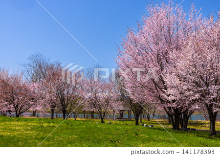 岩手縣岩手郡雫石町:公園內面向御所湖(雫石川上築壩形成的水庫)的草地,背景中有一棵高大的山櫻樹,遠處是湖泊和白雪皚皚的群山。 岩手縣岩手郡雫石町:公園內面向御所湖(雫石川上築壩形成的水庫)的草地,背景中有一棵高大的山櫻樹,遠處是湖泊和白雪皚皚的群山。 141178393