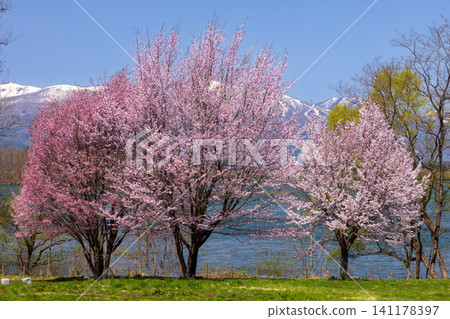 岩手縣岩手郡雫石町:公園內面向御所湖(雫石川上築壩形成的水庫)的草地,背景中有一棵高大的山櫻樹,遠處是湖泊和白雪皚皚的群山。 岩手縣岩手郡雫石町:公園內面向御所湖(雫石川上築壩形成的水庫)的草地,背景中有一棵高大的山櫻樹,遠處是湖泊和白雪皚皚的群山。 141178397