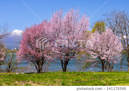 Shizukuishi Town, Iwate District, Iwate Prefecture: A grassy area in a park facing Lake Gosho, a reservoir formed by a dam on the Shizukuishi River, with a large mountain cherry tree in the background, with the lake and snow-capped mountains in the background. Shizukuishi Town, Iwate District, Iwate Prefecture: A grassy area in a park facing Lake Gosho, a reservoir formed by a dam on the Shizukuishi River, with a large mountain cherry tree in the background, with the lake and snow-capped mountains in the background. 141178398