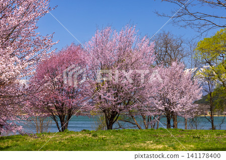 Shizukuishi Town, Iwate District, Iwate Prefecture: A grassy area in a park facing Lake Gosho, a reservoir formed by a dam on the Shizukuishi River, with a large mountain cherry tree in the background, with the lake and snow-capped mountains in the background. Shizukuishi Town, Iwate District, Iwate Prefecture: A grassy area in a park facing Lake Gosho, a reservoir formed by a dam on the Shizukuishi River, with a large mountain cherry tree in the background, with the lake and snow-capped mountains in the background. 141178400
