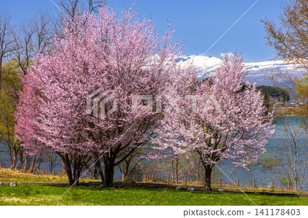 岩手縣岩手郡雫石町:公園內面向御所湖(雫石川上築壩形成的水庫)的草地,背景中有一棵高大的山櫻樹,遠處是湖泊和白雪皚皚的群山。 岩手縣岩手郡雫石町:公園內面向御所湖(雫石川上築壩形成的水庫)的草地,背景中有一棵高大的山櫻樹,遠處是湖泊和白雪皚皚的群山。 141178403